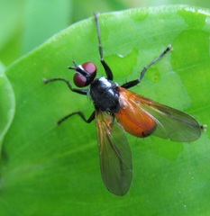 Huttonobesseria verecunda