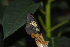 Altinote ozomene nox