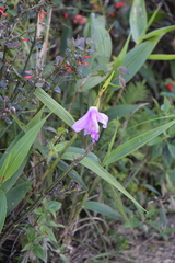Sobralia macrantha