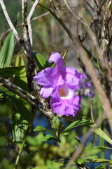 Sobralia macrantha