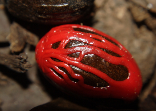 Queensland nutmeg (Myristica globosa)