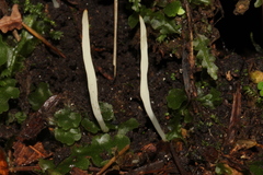 Clavaria acuta