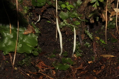 Clavaria acuta