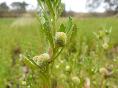 Centipeda cunninghamii
