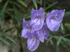 Bush Penstemon - Photo (c) mhays, some rights reserved (CC BY-NC), uploaded by mhays