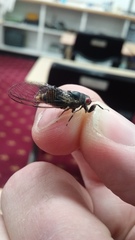 Popplepsalta notialis