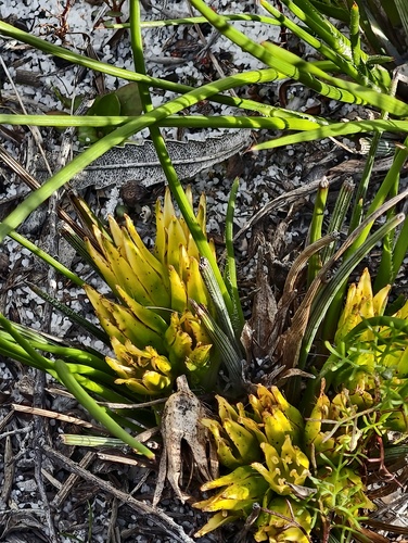 Conostylis juncea (Conostylis juncea)