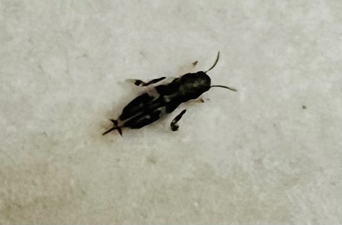 Xya indica