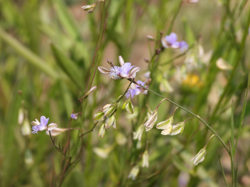 Polygala tenuifolia Willd.