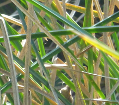 Cistothorus palustris