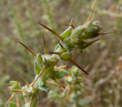 Sclerolaena muricata