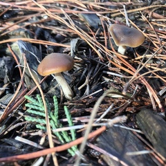 Psilocybe ovoideocystidiata