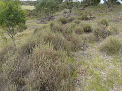 Sclerolaena muricata