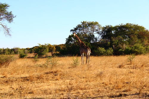 Southern Giraffe