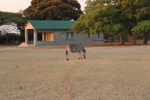 Plains Zebra