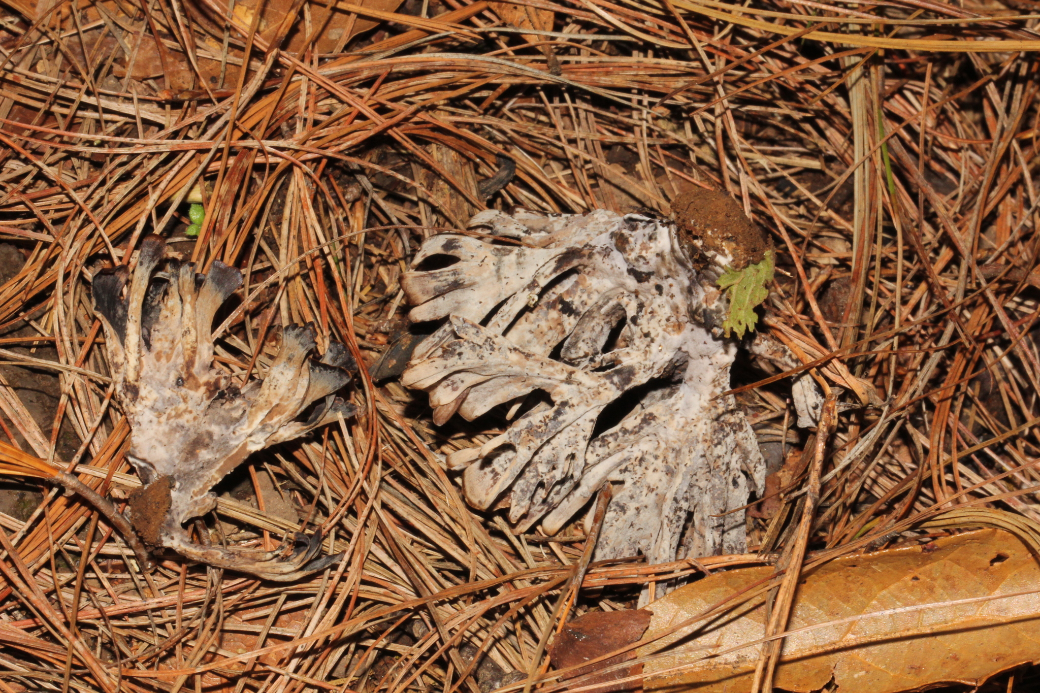 Thelephora palmata image