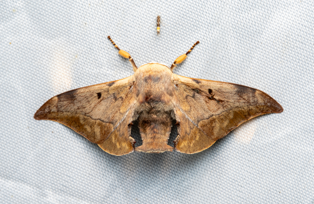 Oberthueriinae