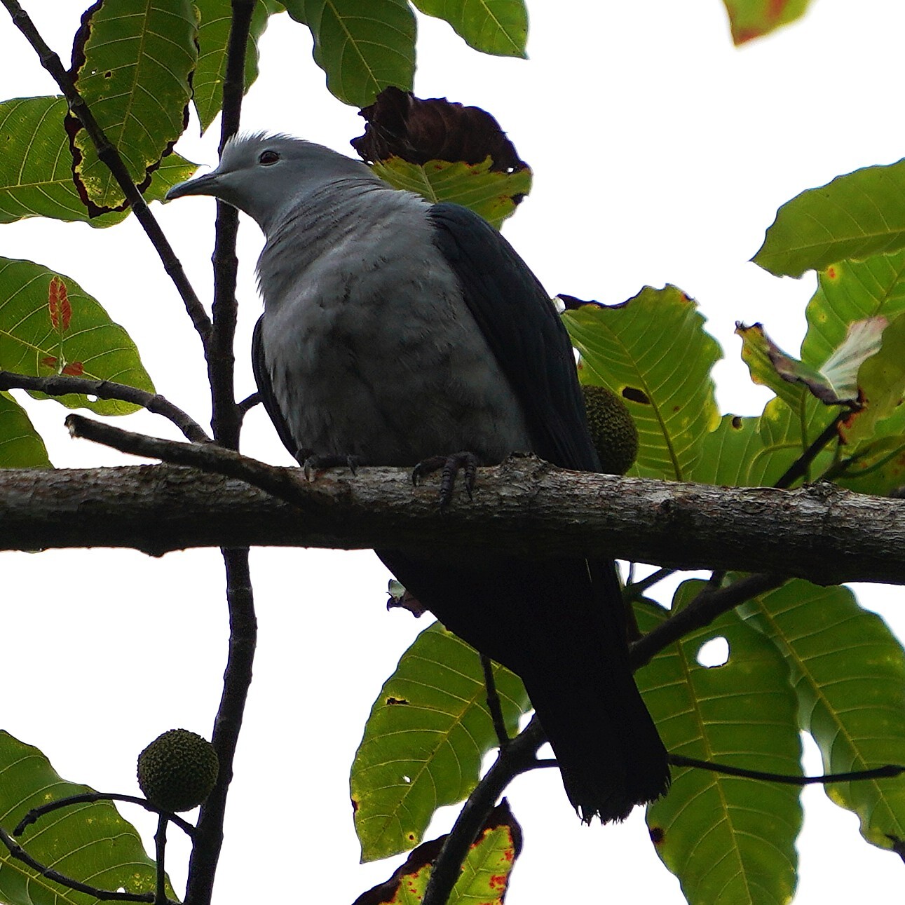 Nicobar Imperial-Pigeon illustration