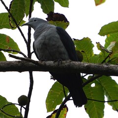 Nicobar Imperial-Pigeon photo 1