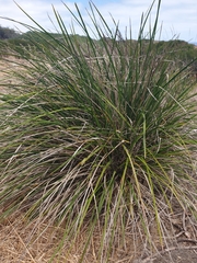 Dianella brevicaulis