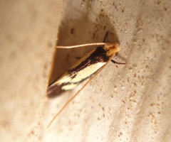 Isocorypha mediostriatella