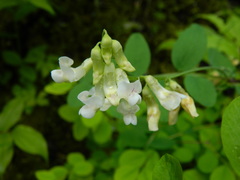 Lathyrus nevadensis