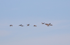 Antigone canadensis pulla