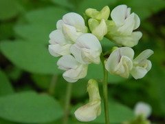 Lathyrus nevadensis