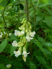 Lathyrus nevadensis