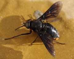 Pangonius funebris