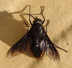 Pangonius funebris