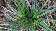 Dysschema centenaria