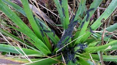 Dysschema centenaria