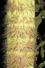 Bactris gasipaes
