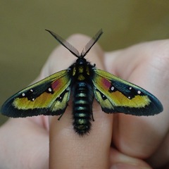 Chrysocale