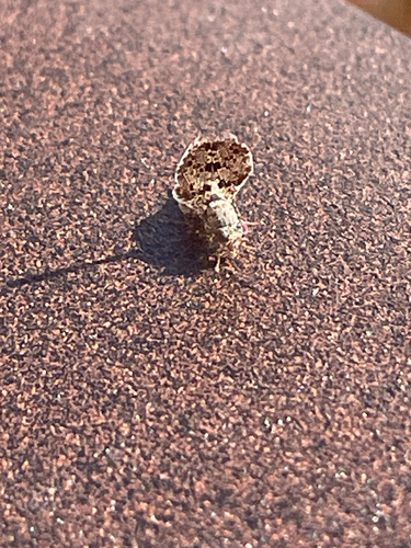 Unknown species found near Tennessee, US