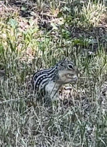 Thirteen-lined Ground Squirrel