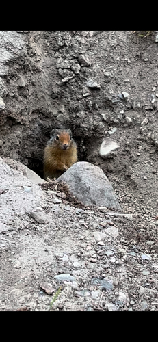 Columbian Ground Squirrel observed by tootsinthebath