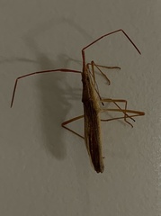 Protenor belfragei