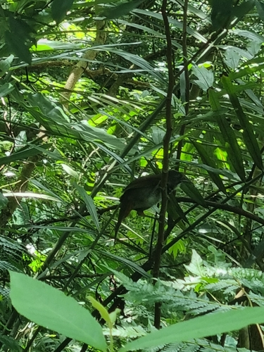 Black-necklaced Scimitar Babbler (Erythrogenys erythrocnemis), photo 8