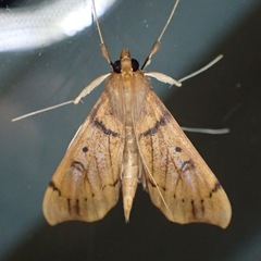 Anarmodia