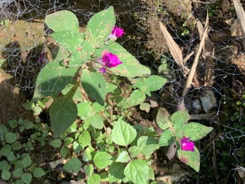 Impatiens florulenta