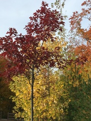 Quercus rubra
