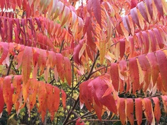 Rhus typhina