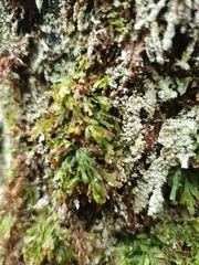 Abrodictyum caudatum