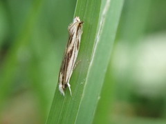 Erechthias chasmatias