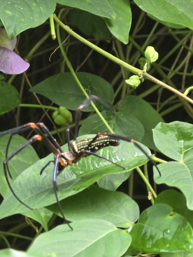 Nephila constricta