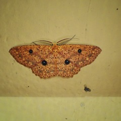 Cosymbiini