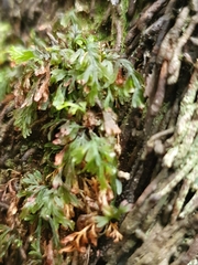 Abrodictyum caudatum