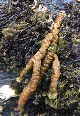 Splachnidium rugosum